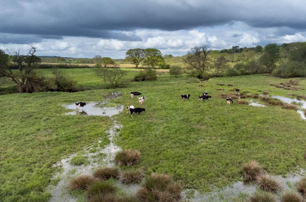Cattle grazing in a field with pools of water
